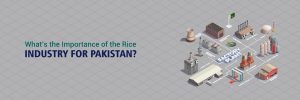 Read more about the article What is the Importance of the Rice Industry for Pakistan?