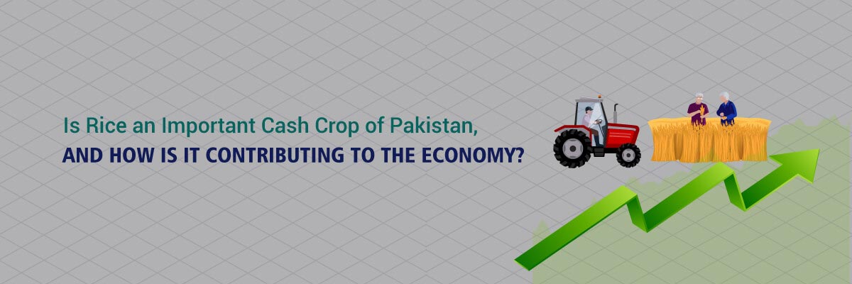 You are currently viewing Is Rice an Important Cash Crop of Pakistan, and how is it contributing to the Economy?