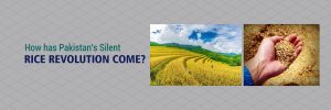 Silent-Rice-Revolution-Come-Alkaram-Rice-Engineering-Company-Ltd